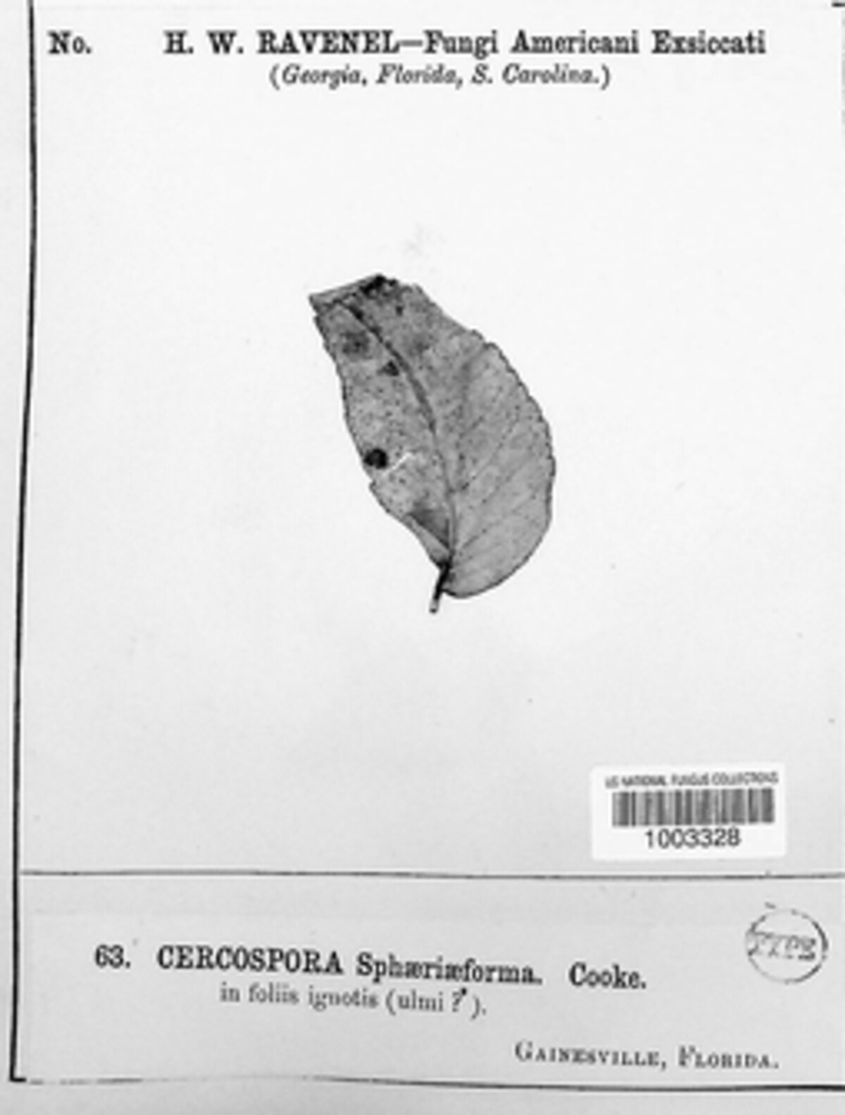 Cercospora sphaeriiformis image